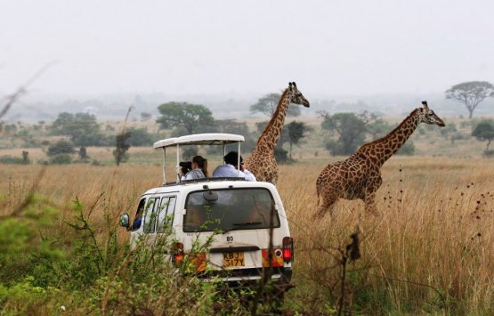 Image of Nairobi National Park, Giraffe Centre, Daphne Sheldrick Elephant Orphanage.