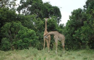 Image of 11Days Best of Kenya Wildlife Safari