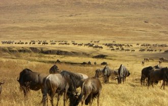 Image of 3Days Safari in the Maasai Mara, Kenya