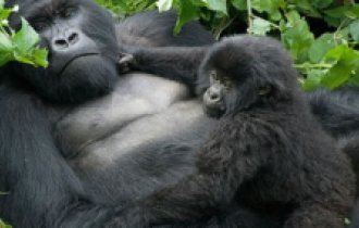 Image of Gorilla Trekking Safaris 
