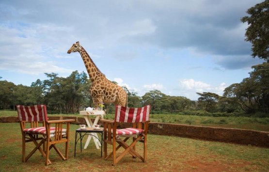 Image of Breakfast with the tallest species on Earth