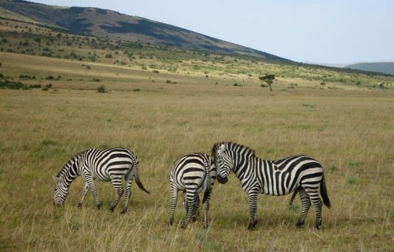 Image of 11Days Best of Kenya Wildlife Safari
