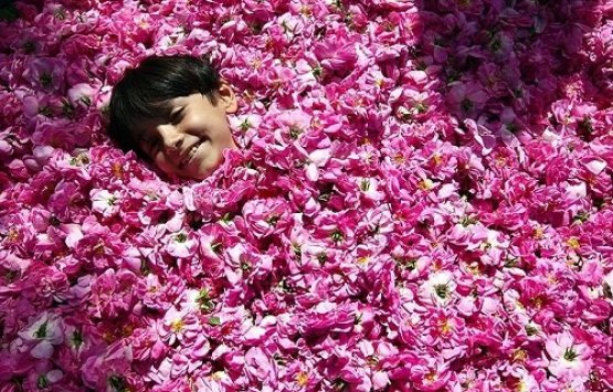 Image of Rose flower festival