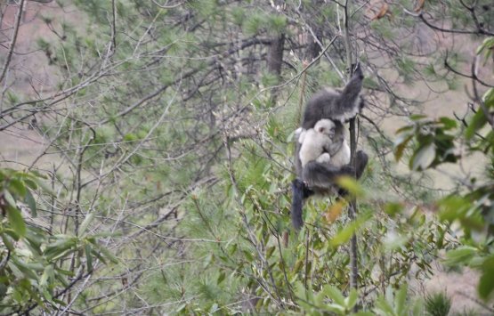 Image of Wild life photographer's adventure tour of looking find Snub-nosed golden monkey