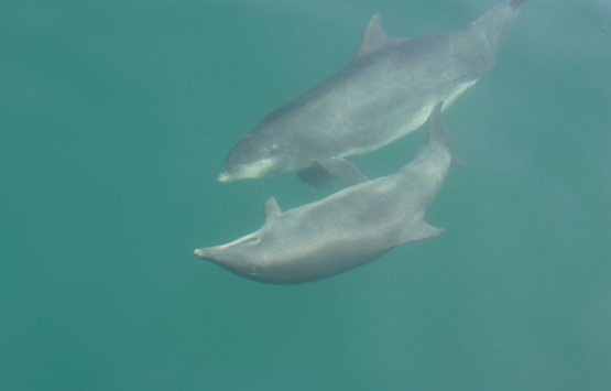 Image of Whale & Dolphin Research Survey