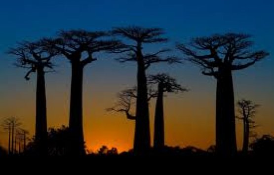 Image of Wonderful Sunset at amazing avenue of baobab tree 