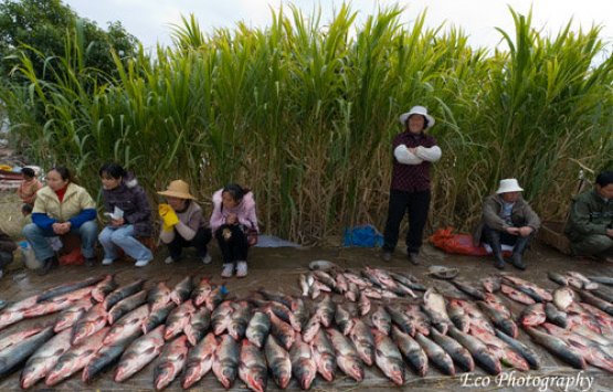 Image of Jiang Chuan Fishing Festival - December 25th yearly