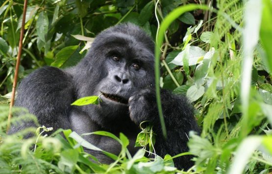 Image of 3 Day Gorilla Trekking Adventure in Uganda