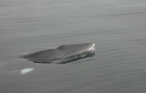 Image of Whale & Dolphin Research Survey
