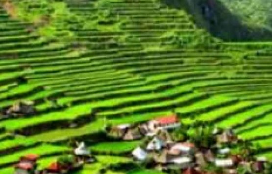 Image of The Banaue Rice Terraces