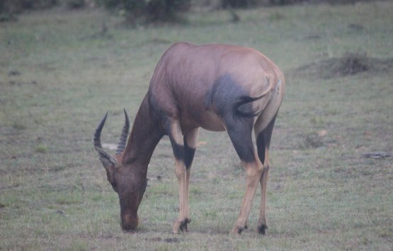 Image of 9 Days Kenya budget safari Samburu Nakuru,Baringo/Bogoria Maasai Mara and Amboseli