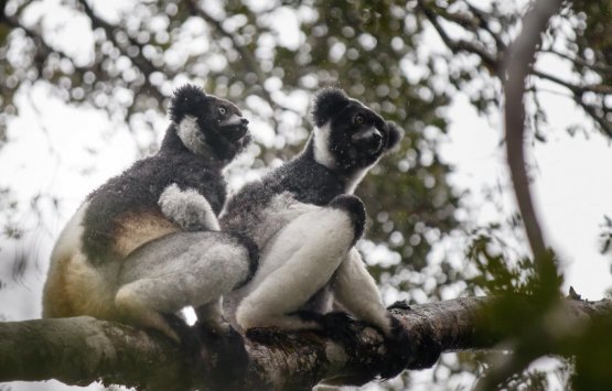 Image of SPOTTING MANY LEMURS IN THE EAST COAST OF MADAGASCAR. Explore the beauty of the East coast of Madagascar through the famous rainforest – PRIVATE TOUR 