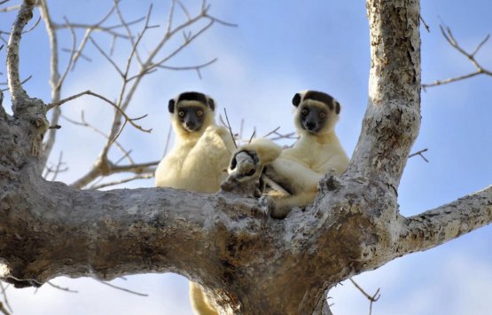 Image of SPOTTING MANY LEMURS IN THE EAST COAST OF MADAGASCAR. Explore the beauty of the East coast of Madagascar through the famous rainforest – PRIVATE TOUR 