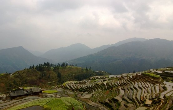 Image of titian< terraced fields>